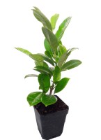 Prunus Laurucerasus M10